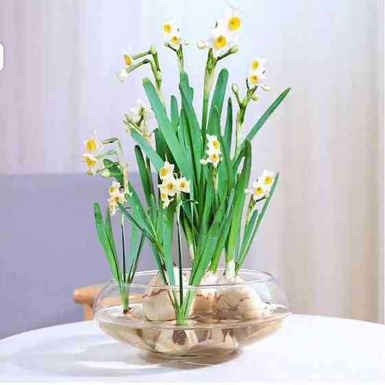 Ємність для флораріуму діаметр 15 см Чаша для флораріуму, мосаріуму, квіткових композицій 250 Одеса