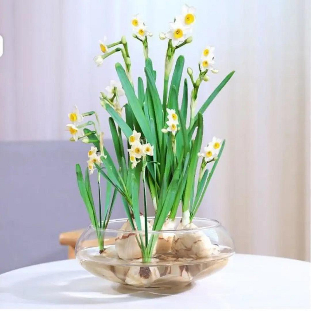 Емкость для флориума диаметр 15 см Чаша для флориума, мосариума, цветочных композиций 250 Одесса - изображение 2