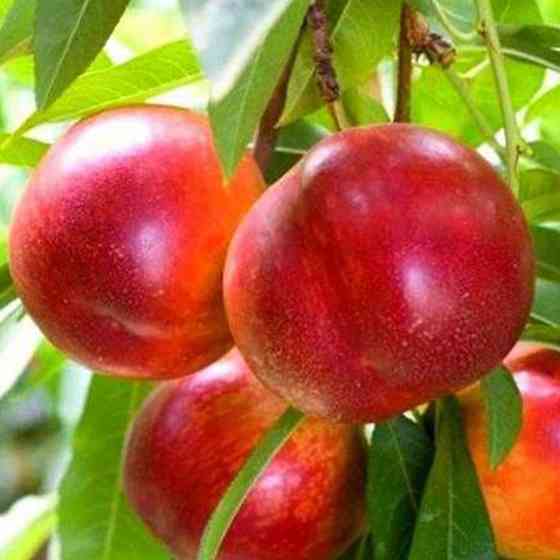 Саженцы нектарина Рубиновый 4 (привитый) - 1-летний Черновцы