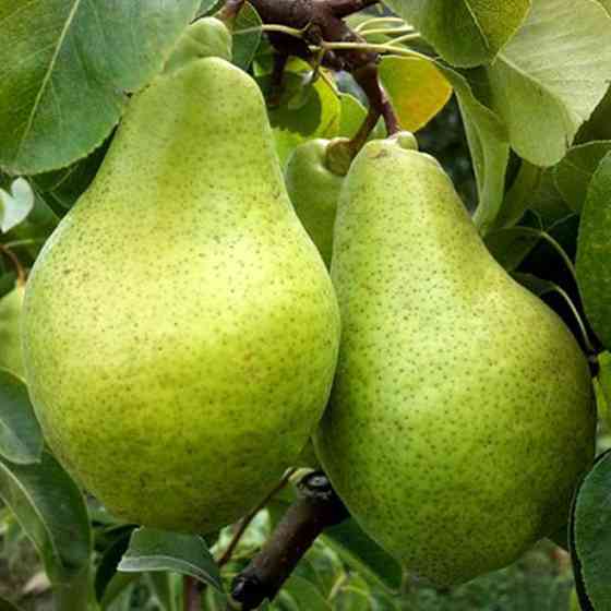 Саженцы груши Ноябрьская (привитый) - 2-летний Черновцы