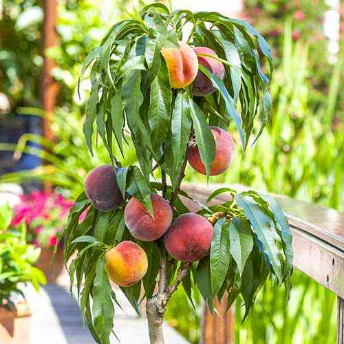 Саженцы колоновидного персика на штамбе Колоновидный (привитый) - 2-летний Черновцы