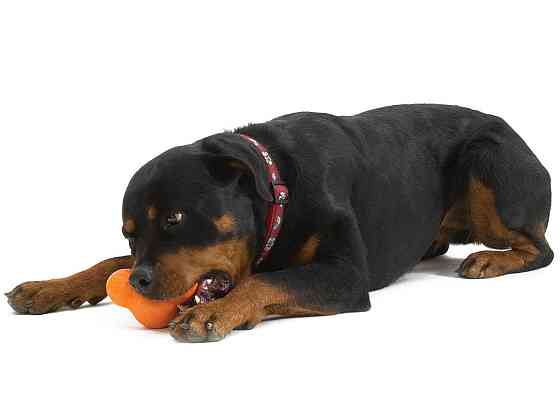 West Paw Tux Treat Toy (Вест Пав Тукс) игрушка для собак с отверстием для лакомств Маленький - 10 см., Оранжевый Запорожье