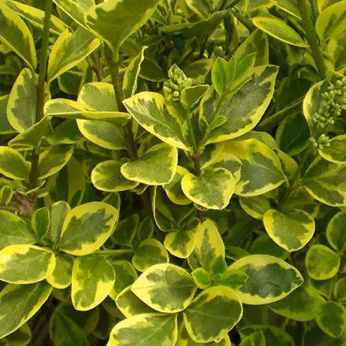 Саженцы бирючины Вариегата (черенкованный) - 1-летний Черновцы - изображение 1