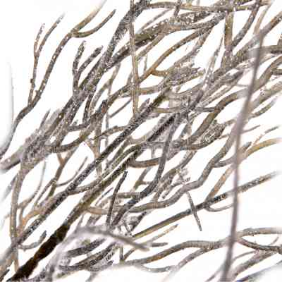 Декоративная ветвь YES! Fun Серая Заснеженная 84 см (974813) Винница