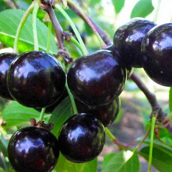 Саджанці вишні Чорнокорка (привитий) - 1-річний Чернівці