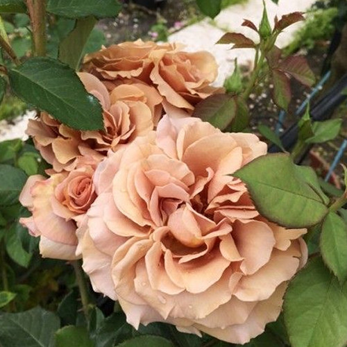 Саджанці троянд Мокароса (привитий) - 2-річний Чернівці - фото 1