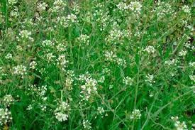 Грицики (Пастушья сумка) 100г master sem Киев - изображение 1