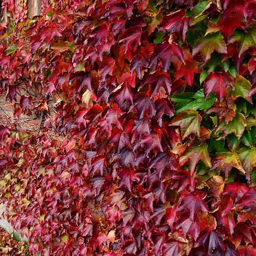 Cаджанці винограду Партеноциссус (черенкований) - 2-річний Чернівці