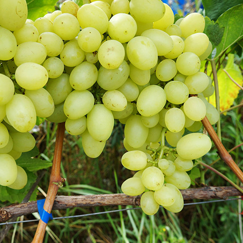 Cаджанці винограду Максі Білий (черенкований) - 1-річний Чернівці - фото 1