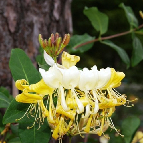 Саджанці жимолості Грехам Томас (черенкований) - 3-річний Чернівці - фото 1