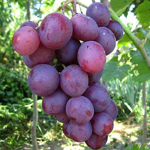 Cаджанці винограду Ніна (черенкований) - 2-річний Чернівці