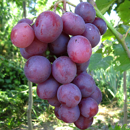 Саженцы винограда Нина (черенкованный) - 2-летний Черновцы - изображение 1