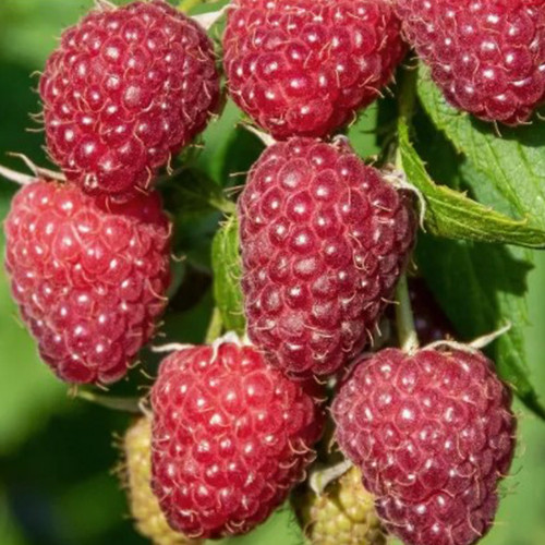 Саженцы малины Сиреневый Туман (черенкованный) - 1-летний Черновцы - изображение 1