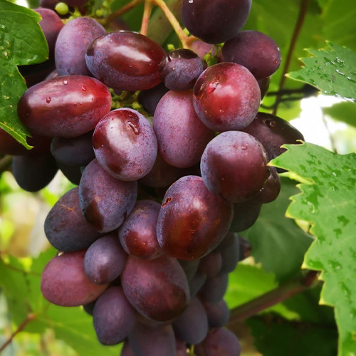 Cаджанці винограду Олімп (черенкований) - 1-річний Чернівці - фото 1