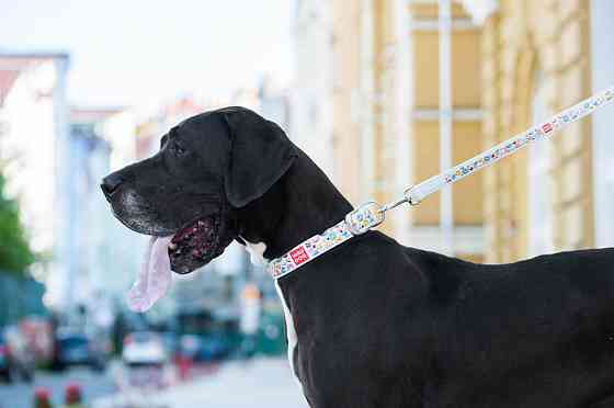 Повідець WAUDOG Design з малюнком "Пончики" (ширина 25 мм, довжина 122 см) білий Коломия