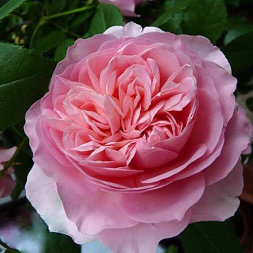 Саджанці троянд Соня (привитий) - 2-річний Чернівці - фото 1