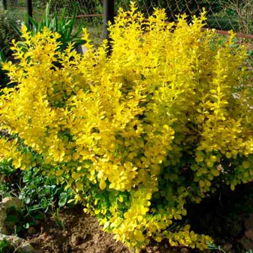 Саженцы барбариса Ауреа (черенкованный) - 1-летний Черновцы