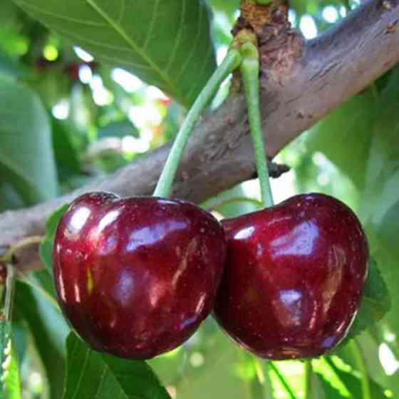 Саджанці черешні Биче Серце (привитий) - 1-річний Чернівці