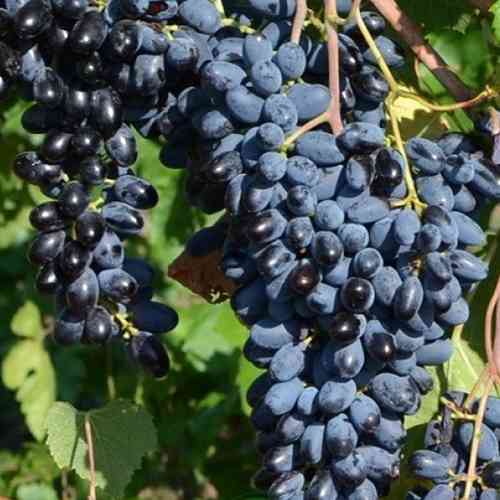 Саженцы винограда Джой (черенкованный) - 2-летний Черновцы