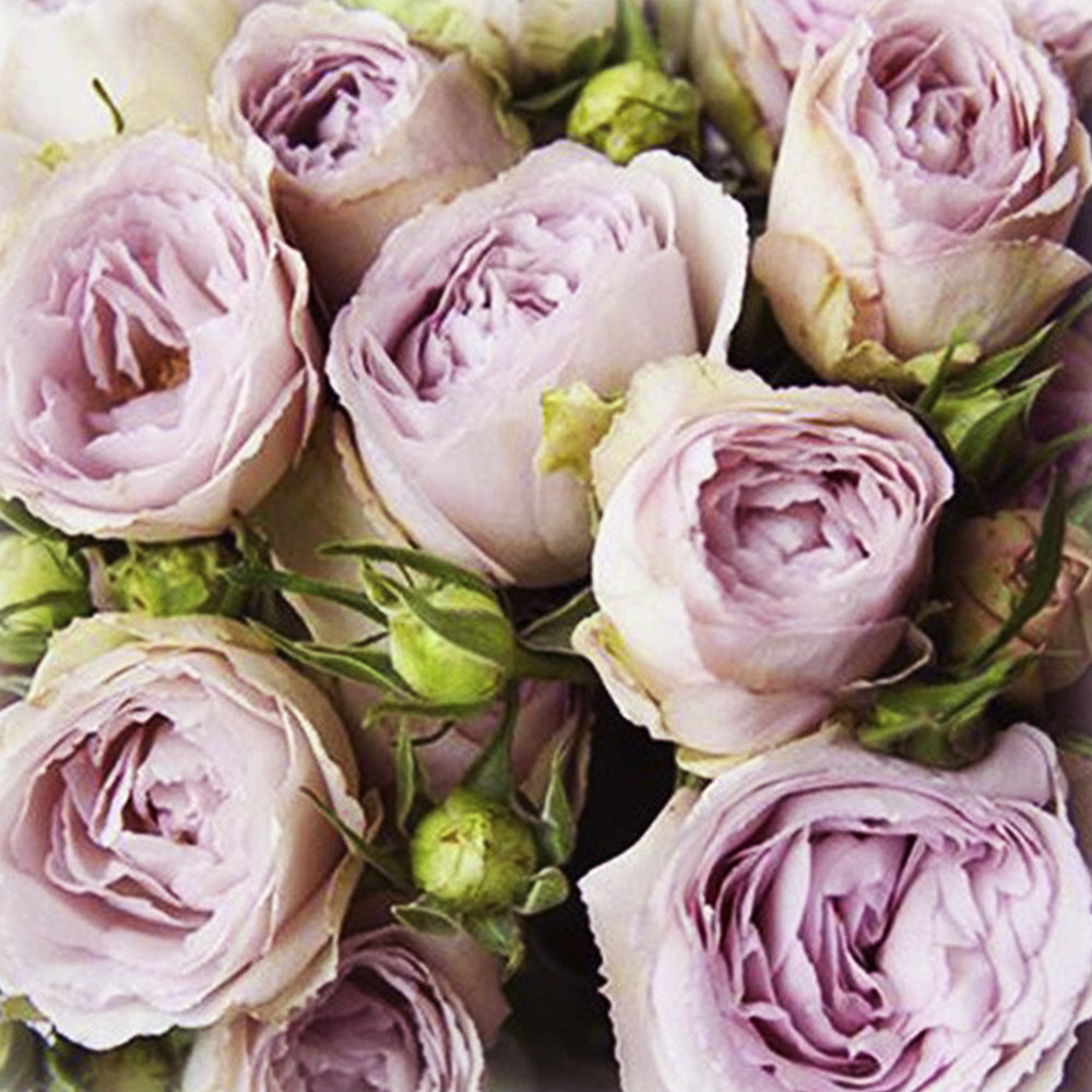 Саженцы бордюрных роз Сильвер Лейс (привитый) Черновцы - изображение 3