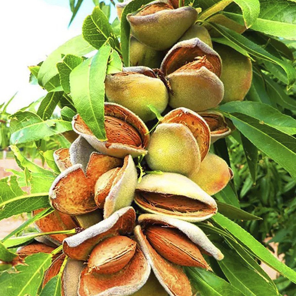 Саженцы миндаля Милас (привитый) - 1-летний Черновцы - изображение 3