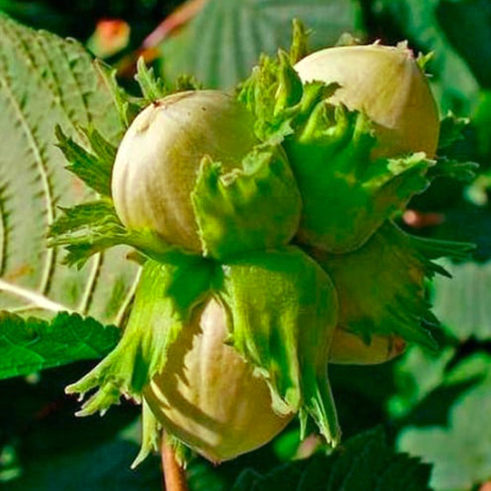 Саджанці фундука Долинський - 2-річний Чернівці - фото 4