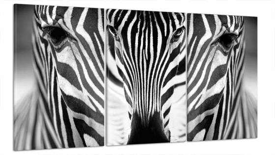 Модульна картина Зебра Art-42_B3 Київ