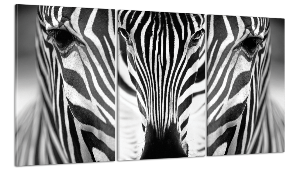 Модульна картина Зебра Art-42_B3 Київ - фото 1