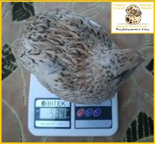 Яйця інкубаційні перепела Фенікс Золотистий - бройлер. Одеса - фото 1