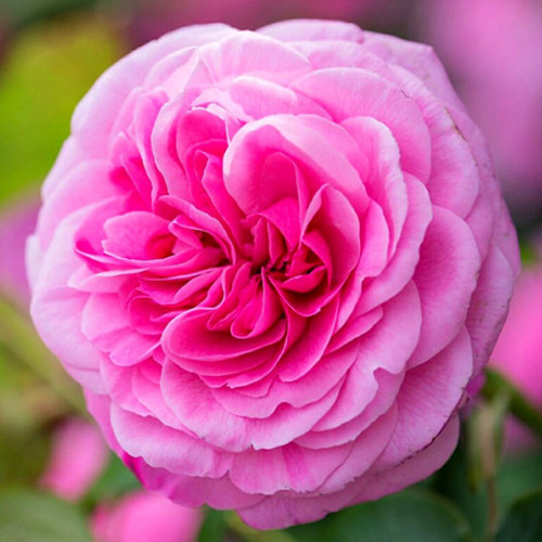 Саджанці троянд Гертруда Джекіл (привитий) - 2-річний Чернівці - фото 1