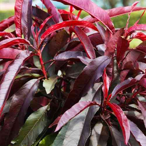 Саженцы колоновидного персика на штамбе Красный Бархат (привитый) - 2-летний Черновцы