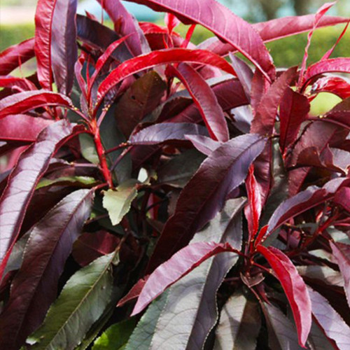 Саженцы колоновидного персика на штамбе Красный Бархат (привитый) - 2-летний Черновцы - изображение 1