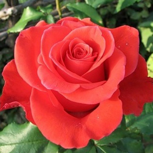 Саженцы роз Корвет (привитый) - 2-летний Черновцы - изображение 1