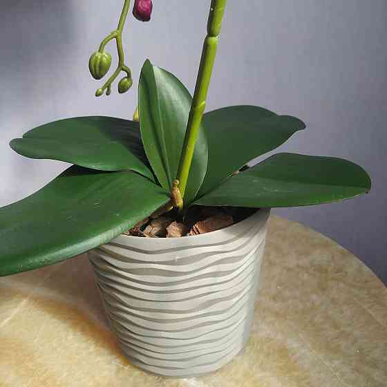 Штучна латексна орхідея VIP у пластиковому кашпо на одну гілку біло-бузкова Дніпро