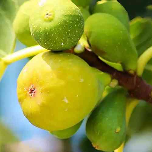 Саженцы инжира Адриатический - 1-летний Черновцы