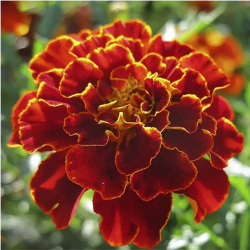 Чорнобривці Кармен розлогі 0,5гр Професійне насіння Житомир