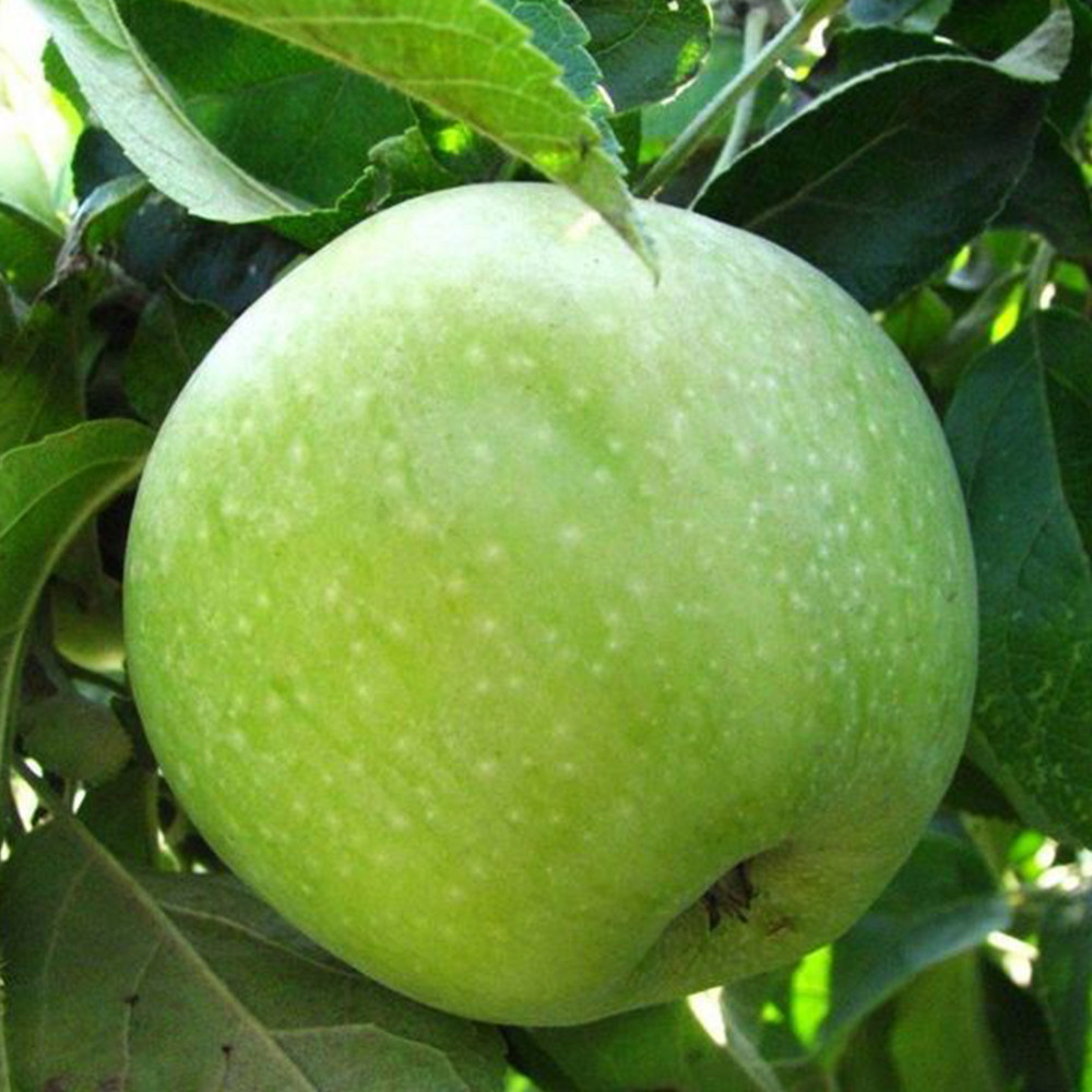 Саженцы яблони Симиренко (привитый) - 2-летний Черновцы - изображение 1