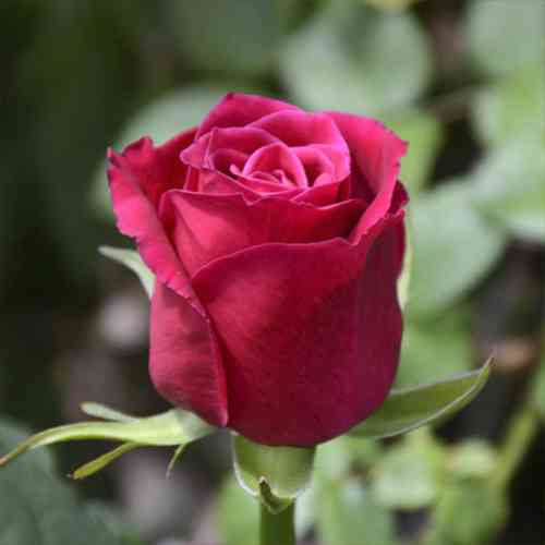 Саджанці троянд Шангрі-Ла (привитий) - 2-річний Чернівці