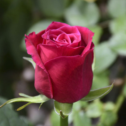 Саджанці троянд Шангрі-Ла (привитий) - 2-річний Чернівці - фото 1