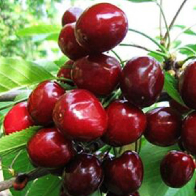 Саженцы черешни Крымская Нарядная (привитый) - 2-летний Черновцы - изображение 1