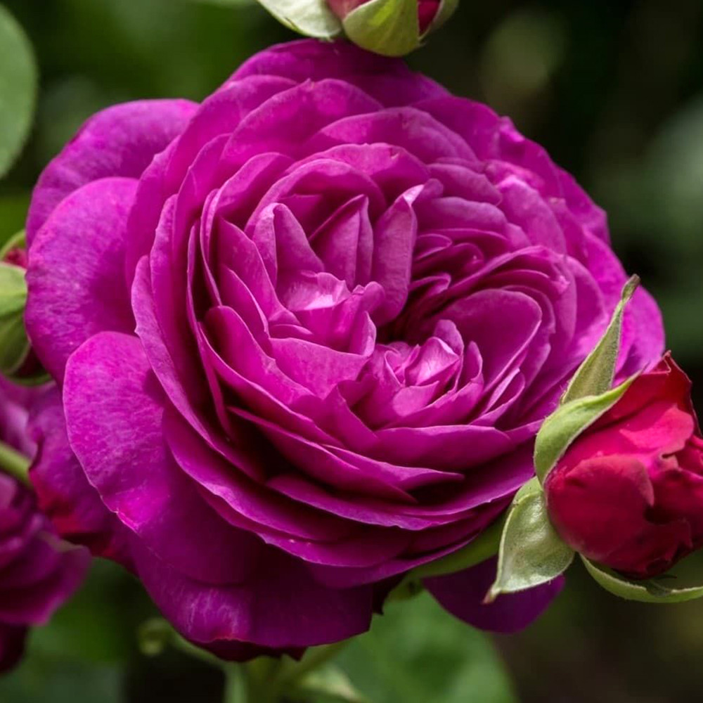 Саджанці троянд на штамбі Нью Ейдж (привитий) Чернівці - фото 2