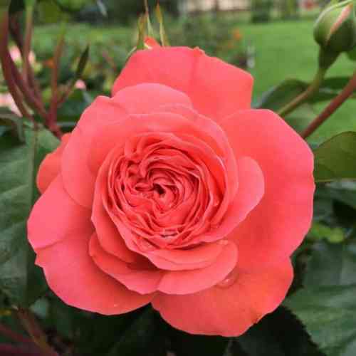 Саджанці троянд Кімоно (привитий) - 2-річний Чернівці