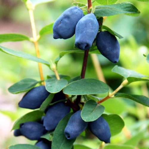 Саджанці жимолості Дует (черенкований) - 3-річний Чернівці - фото 1