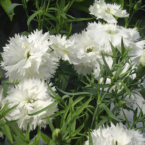 Саджанці гвоздики Шабо Біла (черенкований) - 2-річний Чернівці - фото 1