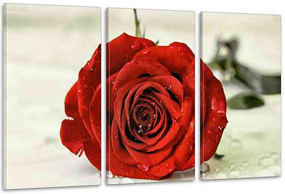 Модульна картина Троянда Квіти Art-27_3А Київ