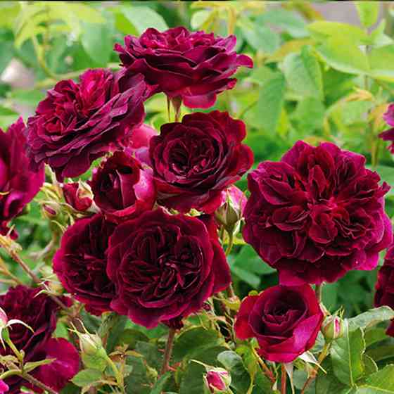 Саженцы роз на штамбе Мунстед Вуд (привитый) Черновцы