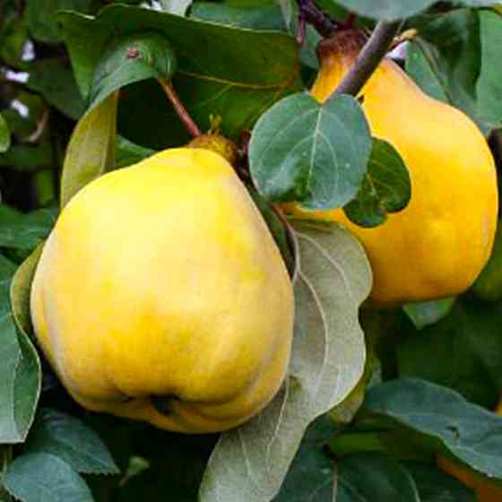 Саженцы айвы Успех (привитый) - 1-летний Черновцы