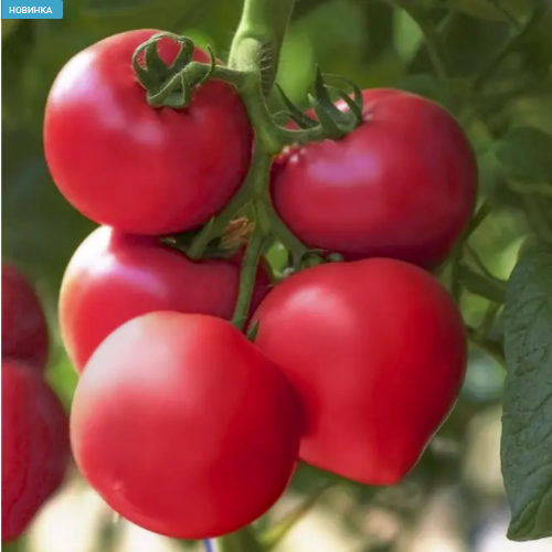 Томат Пінк Кристалі F1 рожевий 8шт Професійне насіння Житомир