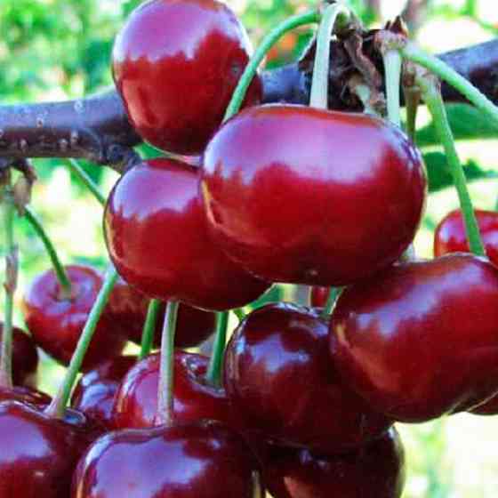 Саженцы вишни Пиккола (привитый) - 2-летний Черновцы