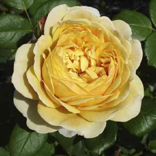 Саджанці троянд Чарльз Дарвін (привитий) - 2-річний Чернівці